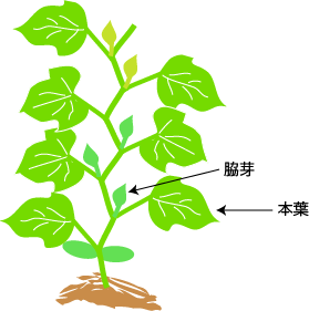 キュウリの仕立て 整枝 野菜の育て方 栽培方法