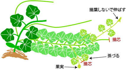 プリンスメロンの仕立て 整枝 野菜の育て方 栽培方法