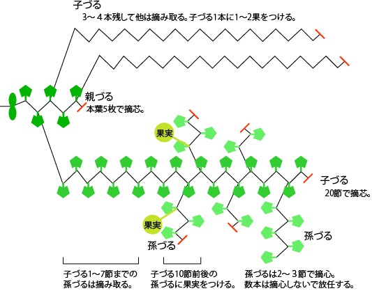 プリンスメロンの仕立て 整枝 野菜の育て方 栽培方法