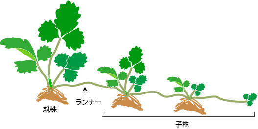 イチゴ栽培図解 野菜の育て方 栽培方法