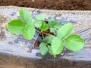 イチゴ 苗 栽培 育て方 野菜の育て方 栽培方法