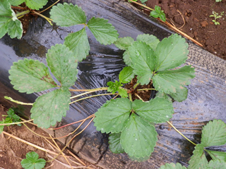 イチゴ 苗 栽培 育て方 野菜の育て方 栽培方法