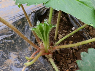 イチゴ 苗 栽培 育て方 野菜の育て方 栽培方法