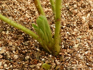 イチゴ 鉢植 栽培 育て方 野菜の育て方 栽培方法