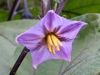 野菜の花 野菜の育て方 栽培方法