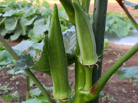 野菜の育て方 栽培方法