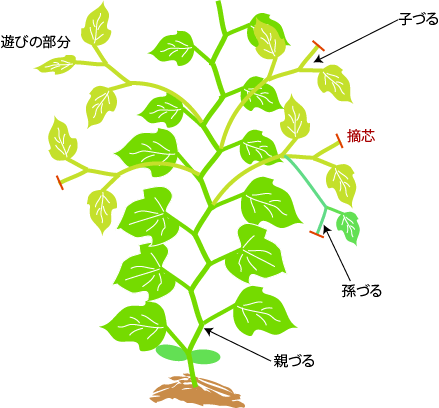 キュウリの仕立て 整枝 野菜の育て方 栽培方法