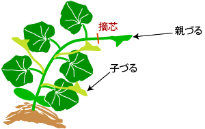 プリンスメロンの仕立て 整枝 野菜の育て方 栽培方法