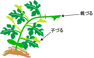 スイカの仕立て 整枝 野菜の育て方 栽培方法