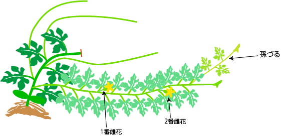 スイカの仕立て 整枝 野菜の育て方 栽培方法