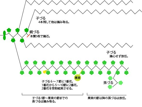 スイカの仕立て 整枝 野菜の育て方 栽培方法