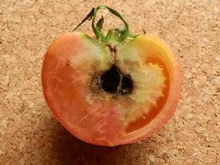 トマト栽培 育て方 野菜の育て方 栽培方法