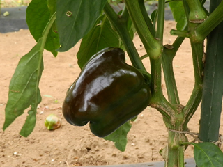 ピーマン栽培 育て方 野菜の育て方 栽培方法