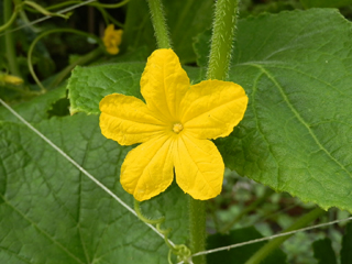 キュウリ栽培 育て方 野菜の育て方 栽培方法