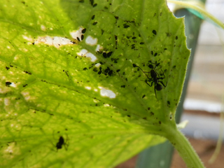 キュウリ栽培 育て方 野菜の育て方 栽培方法