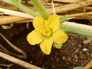 スイカ栽培 育て方 野菜の育て方 栽培方法