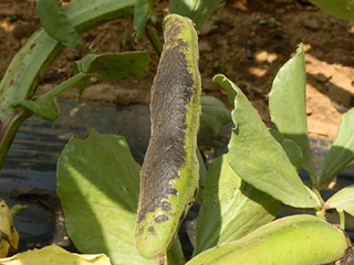 ソラマメ そら豆 栽培 育て方 野菜の育て方 栽培方法