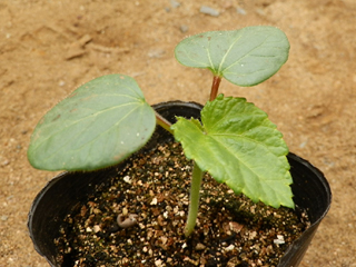 オクラ栽培 育て方 野菜の育て方 栽培方法