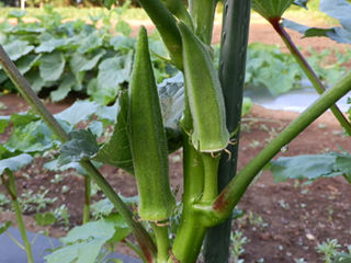 オクラ栽培 育て方 野菜の育て方 栽培方法