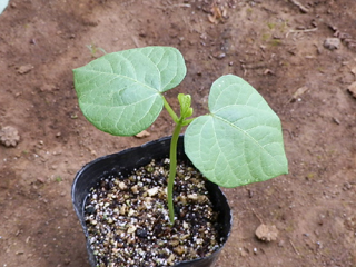 アズキ 小豆 栽培 育て方 野菜の育て方 栽培方法