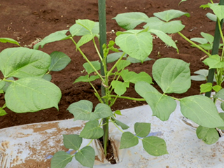アズキ 小豆 栽培 育て方 野菜の育て方 栽培方法