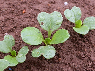 コマツナ 小松菜 栽培 育て方 野菜の育て方 栽培方法