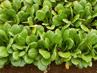コマツナ 小松菜 栽培 育て方 野菜の育て方 栽培方法