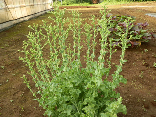 リーフレタス栽培 育て方 野菜の育て方 栽培方法