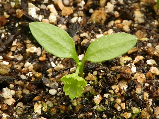 パセリ栽培 育て方 野菜の育て方 栽培方法