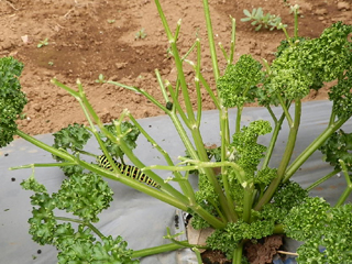 パセリ栽培 育て方 野菜の育て方 栽培方法