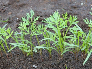 人参 ニンジン 栽培 育て方 野菜の育て方 栽培方法