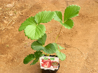 イチゴ 苗 栽培 育て方 野菜の育て方 栽培方法