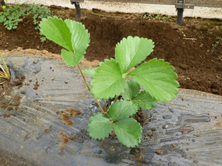 イチゴ 苗 栽培 育て方 野菜の育て方 栽培方法