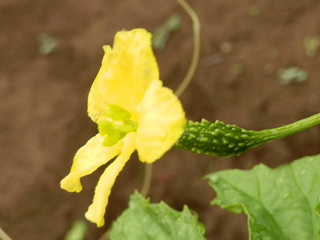 ゴーヤ栽培 育て方 野菜の育て方 栽培方法