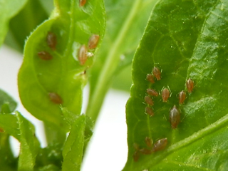 シシトウ栽培 育て方 野菜の育て方 栽培方法