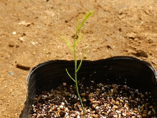 アスパラガス栽培 育て方 野菜の育て方 栽培方法