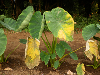 サトイモ栽培 育て方 野菜の育て方 栽培方法