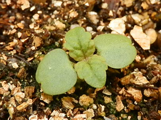 レモンバーム栽培 育て方 野菜の育て方 栽培方法